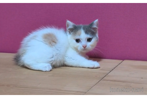 成約済の東京都のスコティッシュフォールド-96319の5枚目